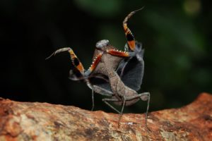 Bug